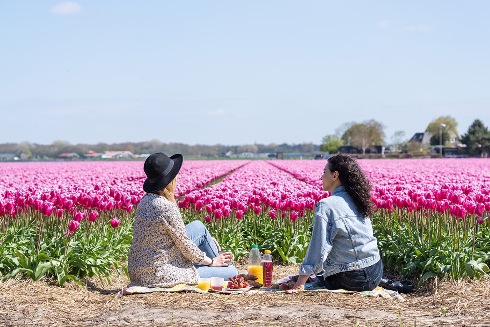 Picnicking along the tulip field